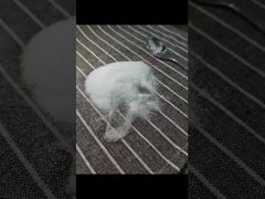 See Why Choose  Size 40-80 Mesh MSM Powder Tested using GC Methodology with Total Heavy Metals 3